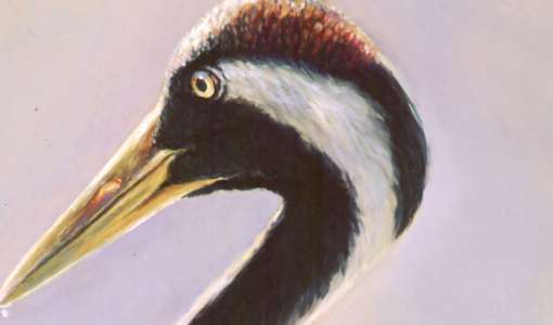 Naturerlebnis: Zugvögel auf dem Darß